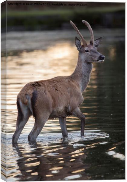Deer having a morning bath Canvas Print by Kevin White