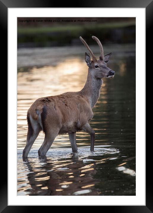 Deer having a morning bath Framed Mounted Print by Kevin White
