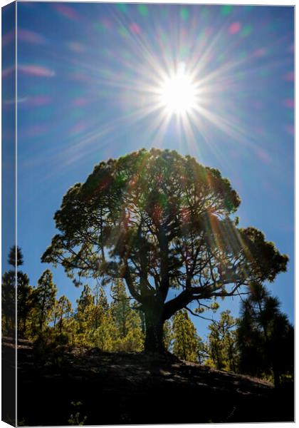 Canarian pine tree and sunflare Canvas Print by Phil Crean