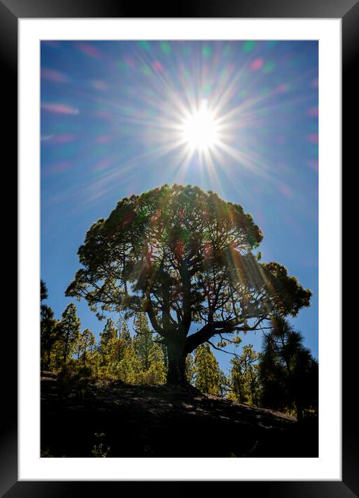 Canarian pine tree and sunflare Framed Mounted Print by Phil Crean