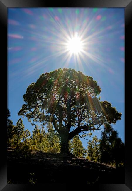 Canarian pine tree and sunflare Framed Print by Phil Crean