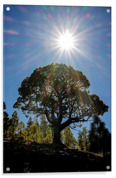 Canarian pine tree and sunflare Acrylic by Phil Crean
