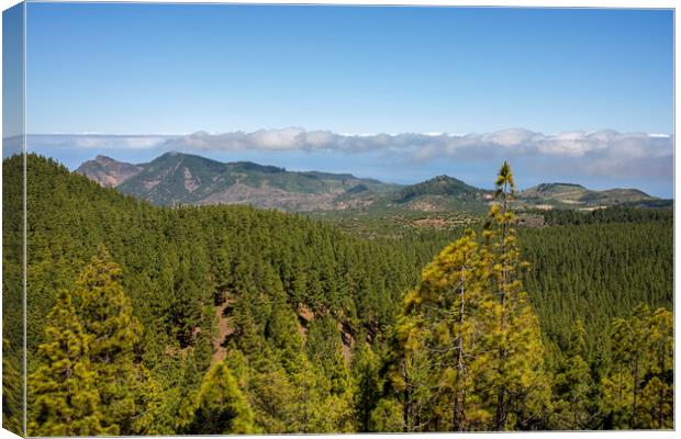 Pine forest Tenerife Canvas Print by Phil Crean