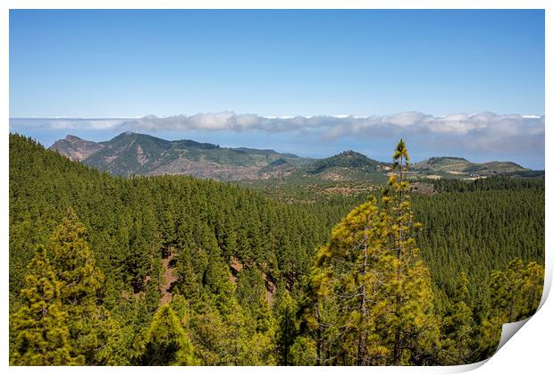 Pine forest Tenerife Print by Phil Crean