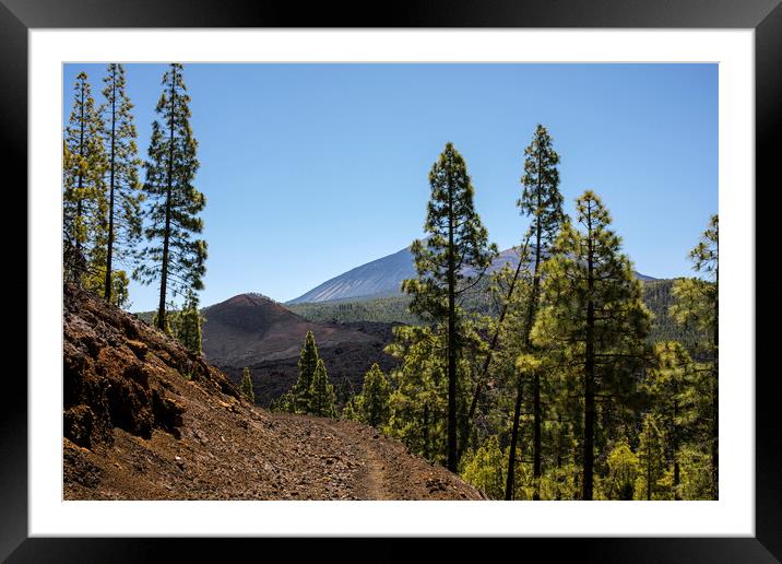 Pine forest Tenerife Framed Mounted Print by Phil Crean