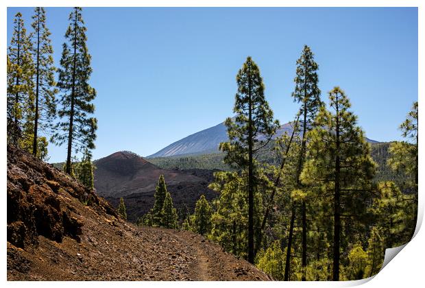 Pine forest Tenerife Print by Phil Crean