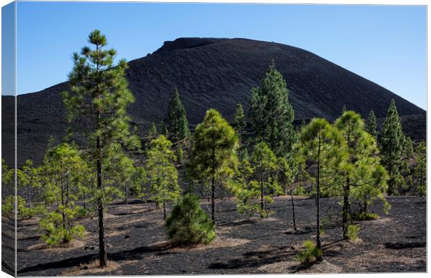 Pine trees in volcanic landscape Tenerife Canvas Print by Phil Crean