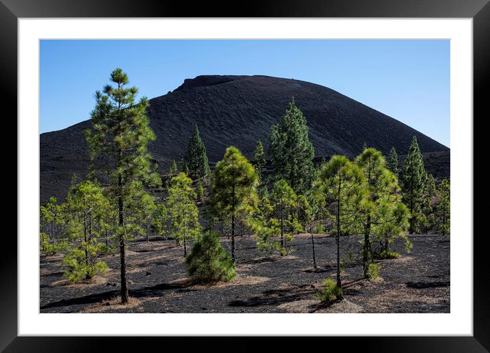 Pine trees in volcanic landscape Tenerife Framed Mounted Print by Phil Crean