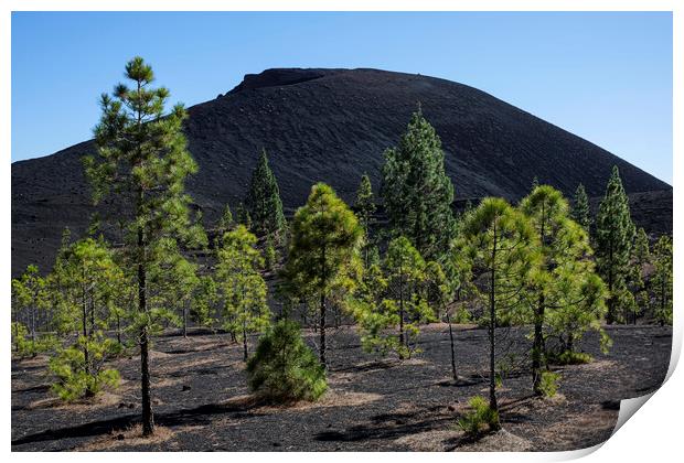 Pine trees in volcanic landscape Tenerife Print by Phil Crean