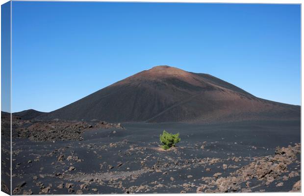 Lone pine in volcanic landscape Tenerife Canvas Print by Phil Crean