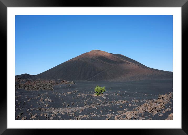 Lone pine in volcanic landscape Tenerife Framed Mounted Print by Phil Crean