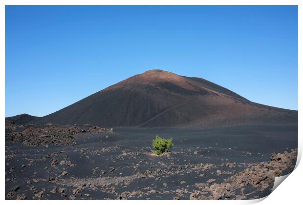 Lone pine in volcanic landscape Tenerife Print by Phil Crean
