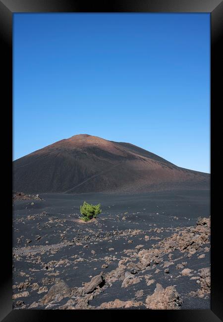 Lone pine in volcanic landscape Tenerife Framed Print by Phil Crean