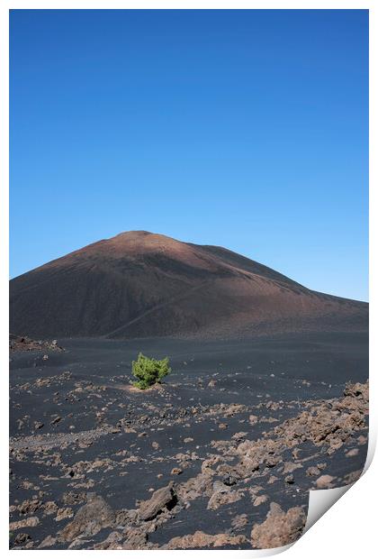 Lone pine in volcanic landscape Tenerife Print by Phil Crean