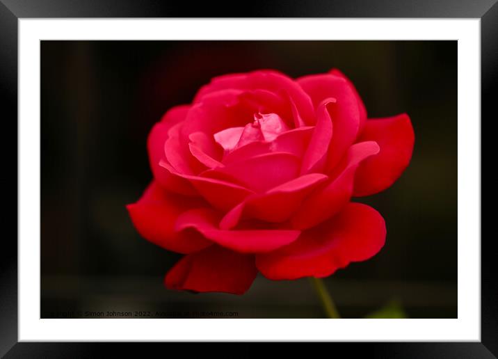 Red Rose flower Framed Mounted Print by Simon Johnson