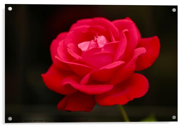 Red Rose flower Acrylic by Simon Johnson