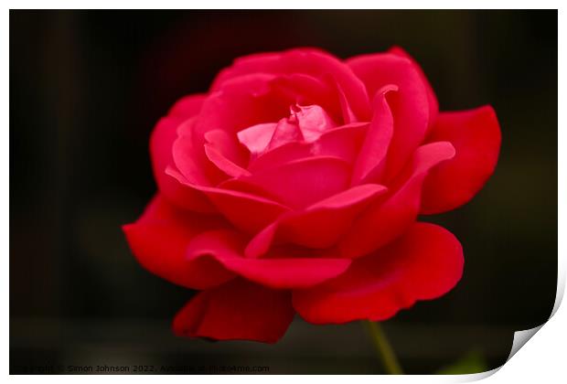 Red Rose flower Print by Simon Johnson