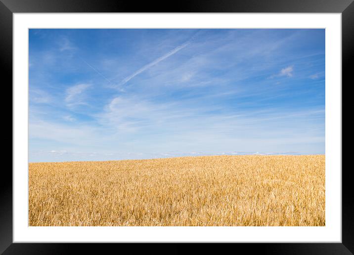 Wheat field under a blue sky Framed Mounted Print by Jason Wells