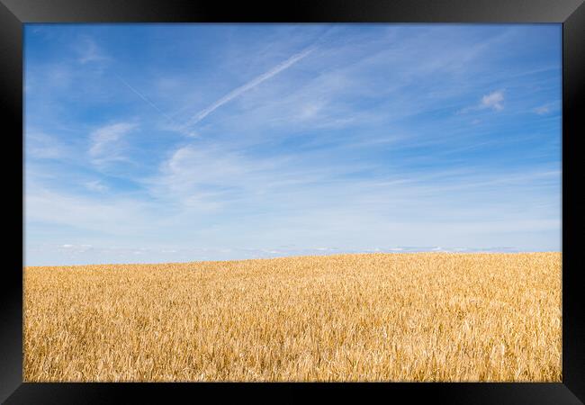 Wheat field under a blue sky Framed Print by Jason Wells