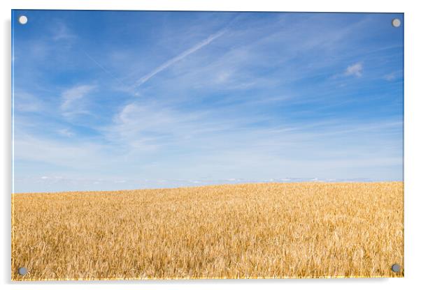 Wheat field under a blue sky Acrylic by Jason Wells