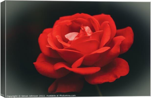 Red rose  Canvas Print by Simon Johnson