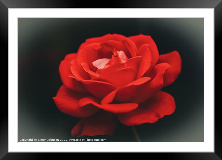 Red rose  Framed Mounted Print by Simon Johnson