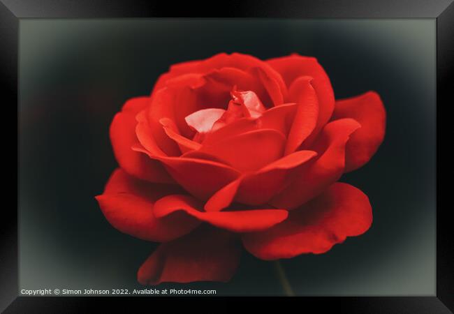 Red rose  Framed Print by Simon Johnson