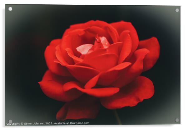 Red rose  Acrylic by Simon Johnson
