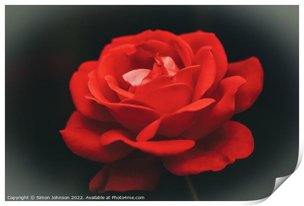Red rose  Print by Simon Johnson