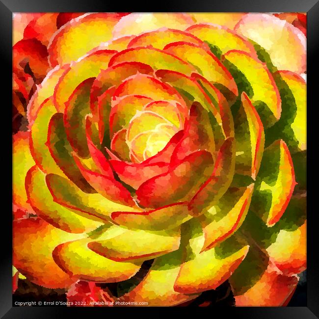  Aeonium Black Rose Succulent Flower Head Framed Print by Errol D'Souza