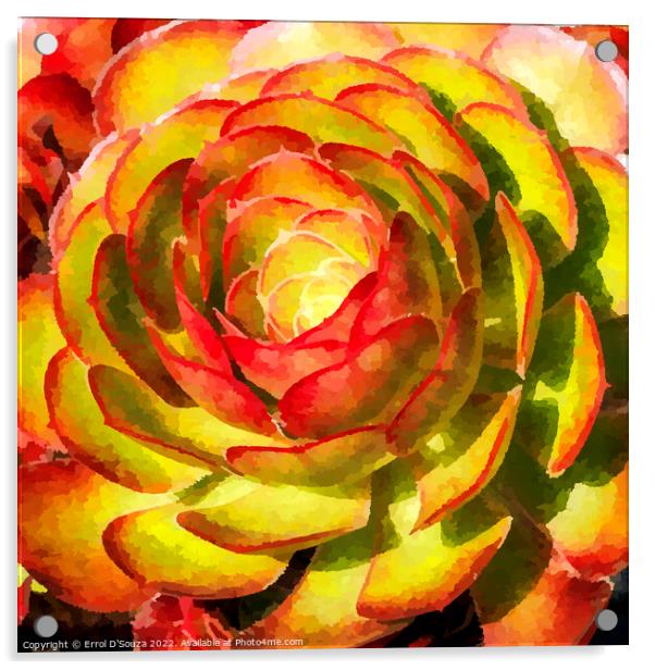  Aeonium Black Rose Succulent Flower Head Acrylic by Errol D'Souza