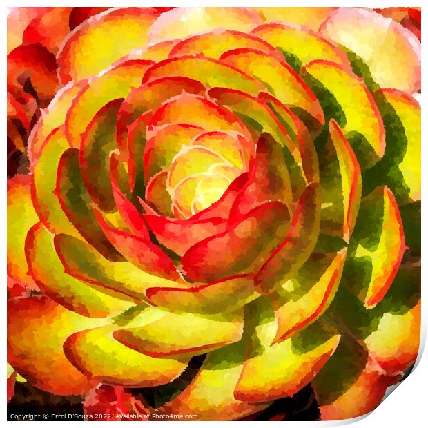  Aeonium Black Rose Succulent Flower Head Print by Errol D'Souza