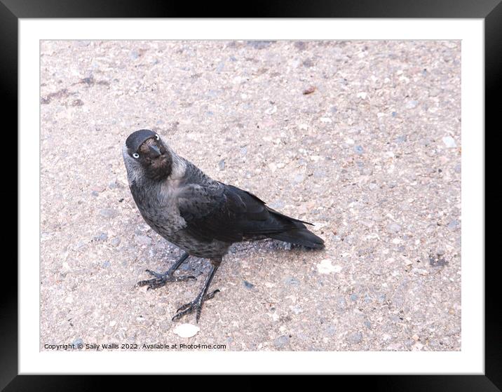 Jackdaw looking inquisitive Framed Mounted Print by Sally Wallis