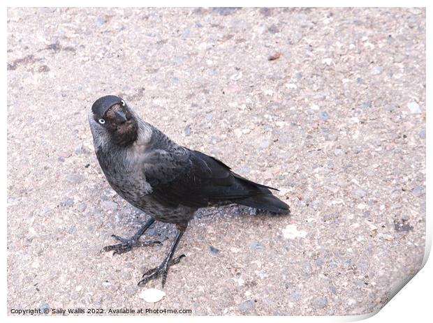 Jackdaw looking inquisitive Print by Sally Wallis