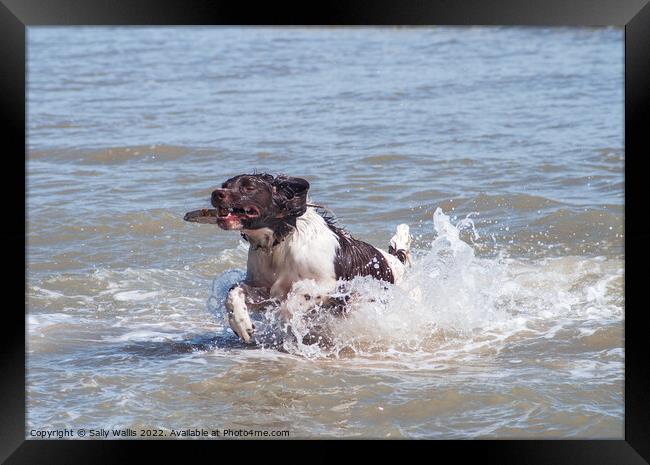 Springer spaniel coming ashore Framed Print by Sally Wallis