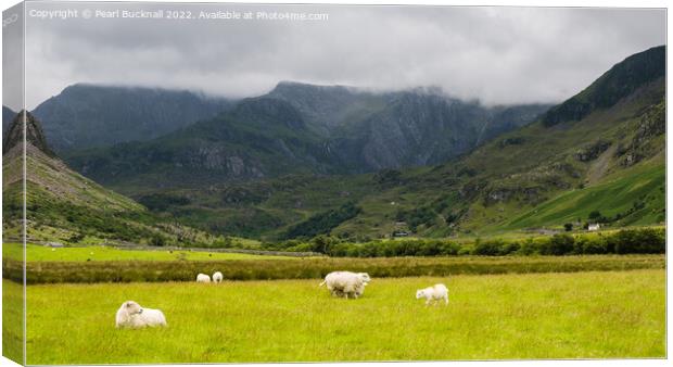 Sheep in Nant Ffrancon Valley in Snowdonia Canvas Print by Pearl Bucknall