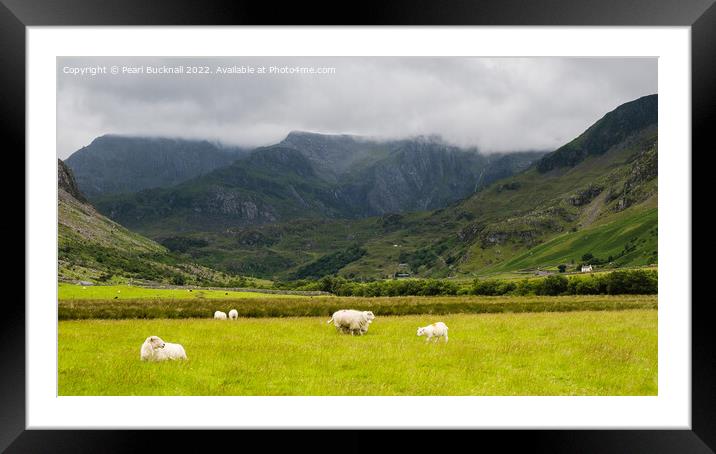 Sheep in Nant Ffrancon Valley in Snowdonia Framed Mounted Print by Pearl Bucknall