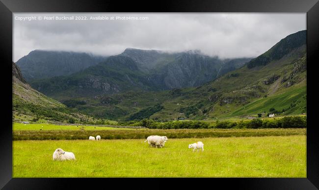 Sheep in Nant Ffrancon Valley in Snowdonia Framed Print by Pearl Bucknall