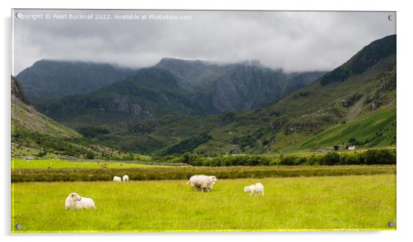 Sheep in Nant Ffrancon Valley in Snowdonia Acrylic by Pearl Bucknall