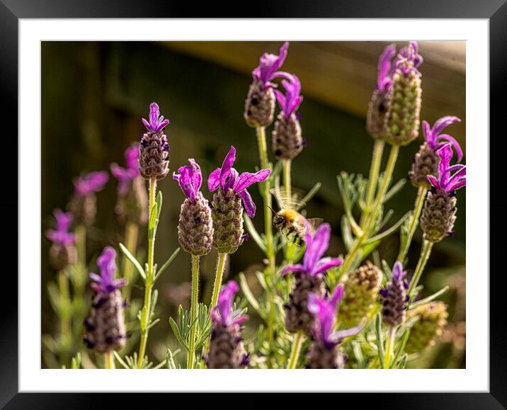 Bee on lavender flower Framed Mounted Print by kathy white