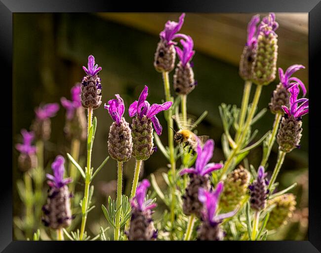 Bee on lavender flower Framed Print by kathy white