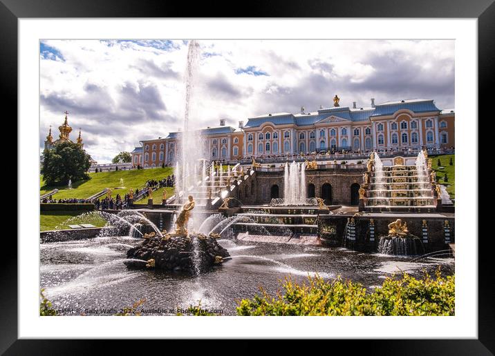 Peterhof Palace & Samson fountain Framed Mounted Print by Sally Wallis