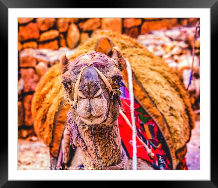 Camel Treasury Siq Petra Jordan  Framed Mounted Print by William Perry