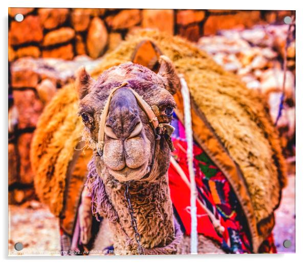 Camel Treasury Siq Petra Jordan  Acrylic by William Perry