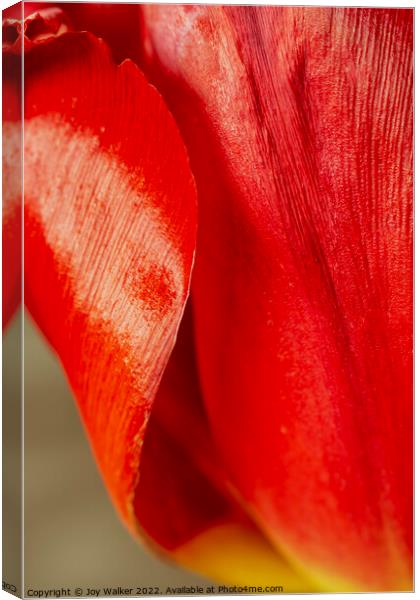 Detail of tulip petals Canvas Print by Joy Walker