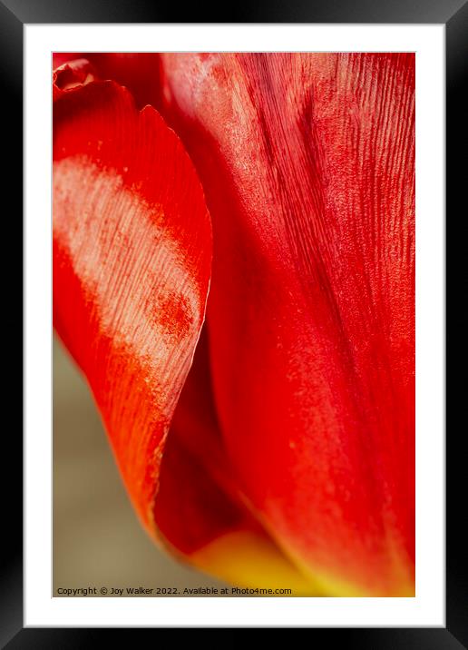 Detail of tulip petals Framed Mounted Print by Joy Walker