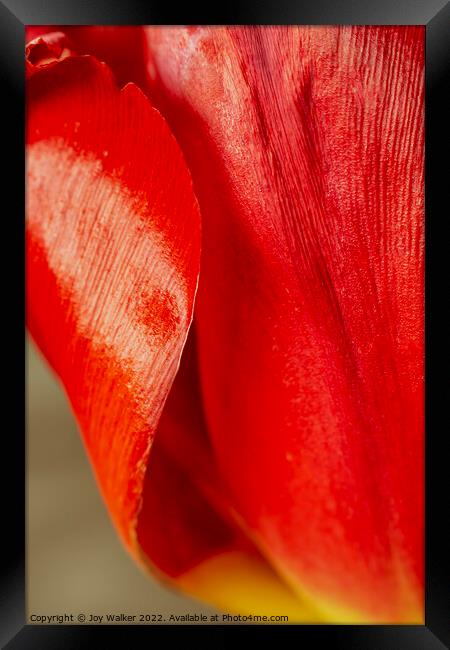 Detail of tulip petals Framed Print by Joy Walker