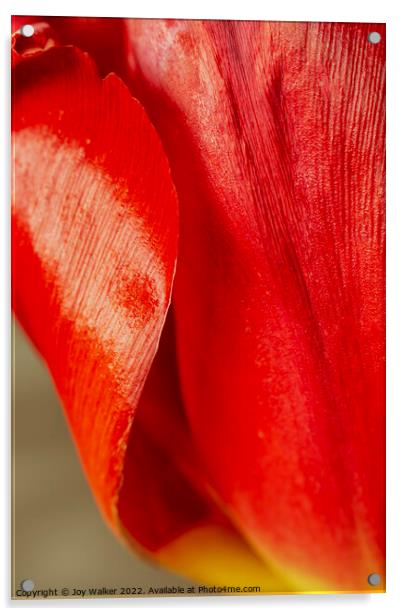 Detail of tulip petals Acrylic by Joy Walker