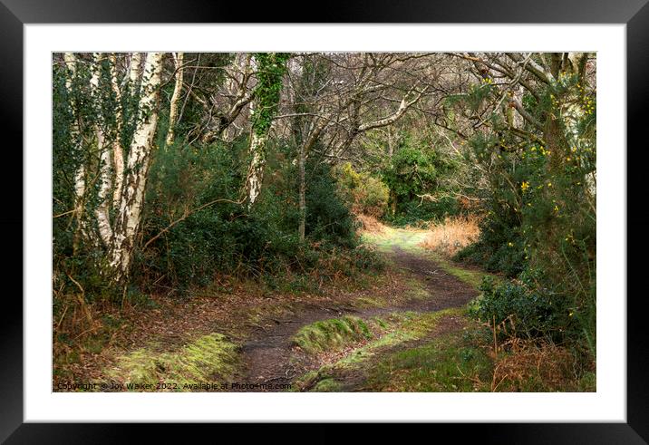 Silver birch trees in Horner wood, Somerset, UK Framed Mounted Print by Joy Walker