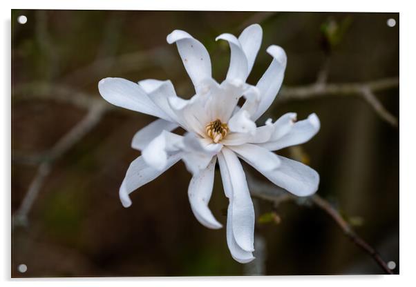 Magnolia Stellata Star Magnolia Flower Acrylic by Artur Bogacki